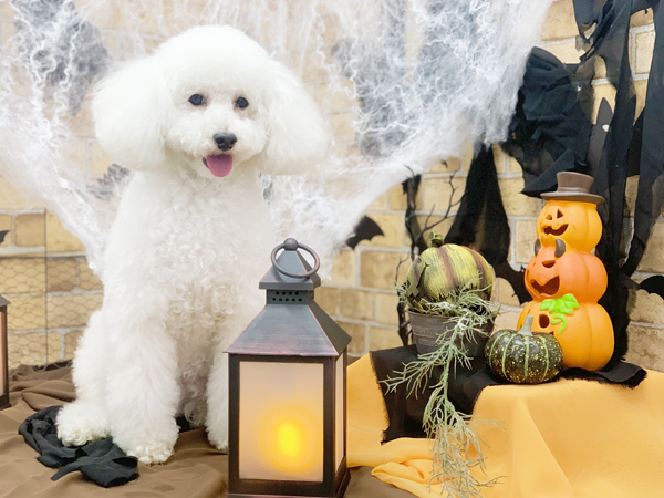 生徒が撮影したモデル犬写真♪
